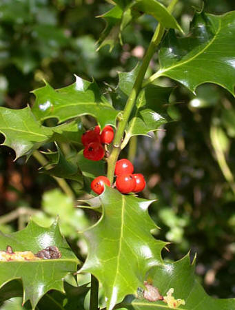  Image name: agrifoglio2.jpg 
 width: 341 pixel 
 height: 450 pixel 
 Size: 36291 bytes 
 Click to enlarge 